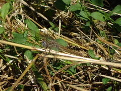 Orthetrum brunneum