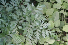 Ligusticum grayi