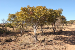 Ochna pulchra pulchra