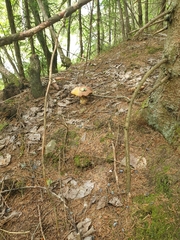 Boletus pinophilus