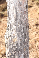 Ochna pulchra pulchra