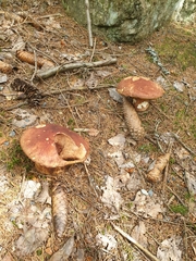 Boletus pinophilus