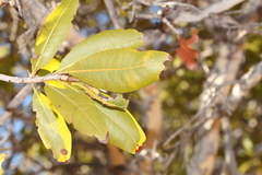 Ochna pulchra pulchra