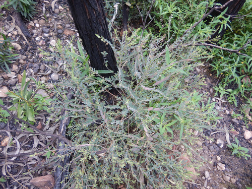 Phyllanthus carpentariae observed 2024-08-25
