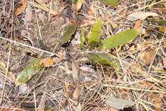 Parinari capensis capensis