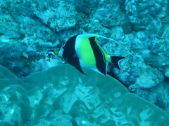 Moorish Idol