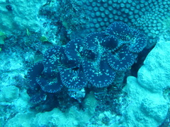 Tridacna noae
