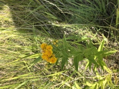 Pentanema germanicum