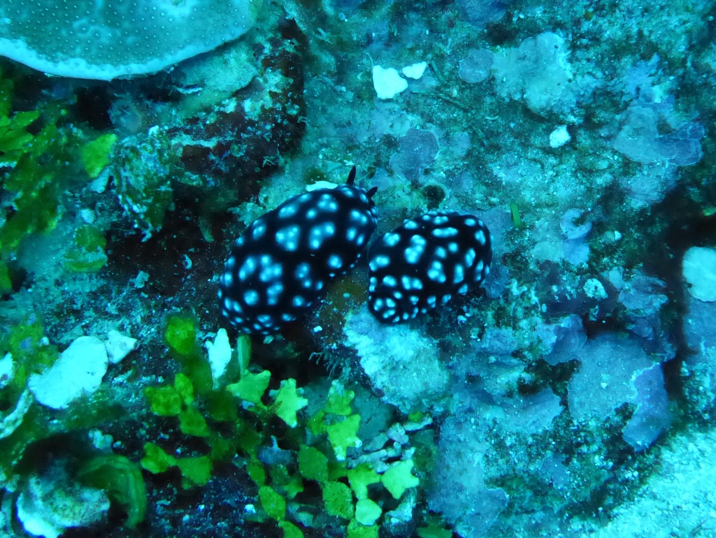 Pustular phyllidia
