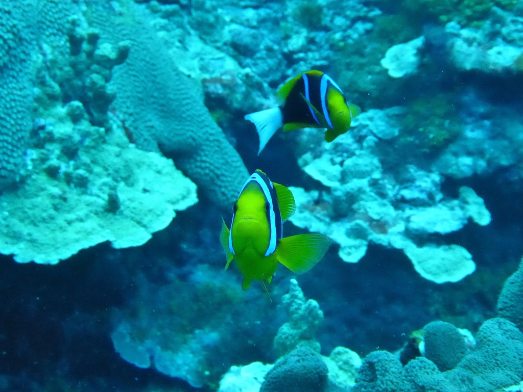 Orangefin Anemonefish