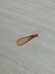 Kalotermitidae