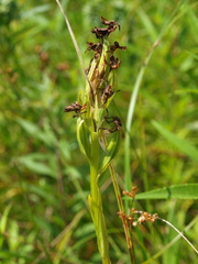 Platanthera leucophaea