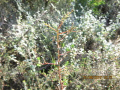 Phylica parviflora