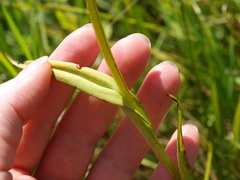 Platanthera leucophaea