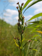 Platanthera leucophaea
