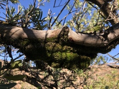 Podocarpus elongatus