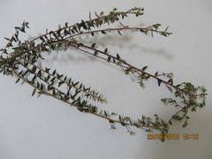 Phylica parviflora