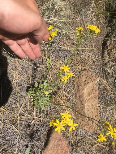Hart's Ragwort (Packera hartiana)