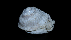 Bellastraea squamifera