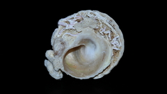 Bellastraea squamifera