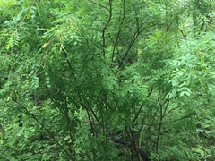 Caragana arborescens