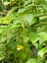 Impatiens tayemonii