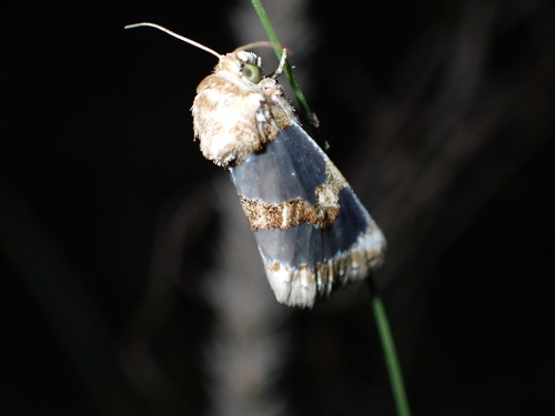 Chrysellus Flower Moth photo 3