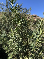 Podocarpus elongatus