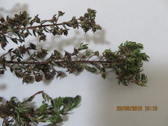 Phylica parviflora
