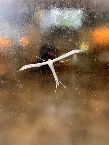 Ironweed Plume Moth photo 3