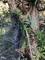 Podocarpus elongatus