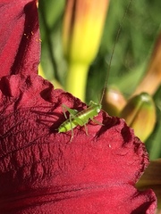 Conocephalus strictus