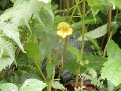 Impatiens tayemonii