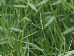 Paspalum orbiculare