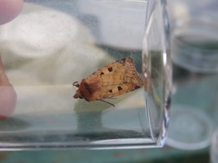 Diarsia mendica