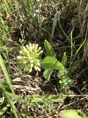 Asclepias lanuginosa