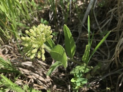 Asclepias lanuginosa