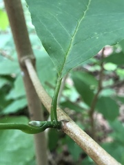 Magnolia acuminata