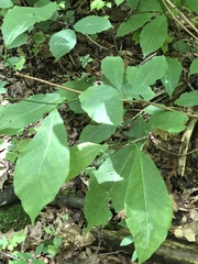 Magnolia acuminata