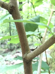 Magnolia acuminata
