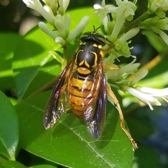 Spilomyia alcimus