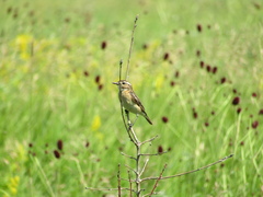 Saxicola rubetra