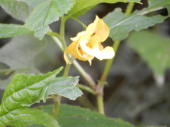 Impatiens tayemonii