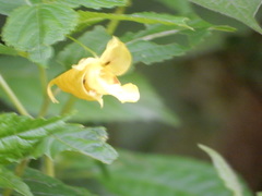 Impatiens tayemonii