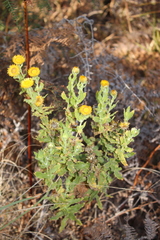 Helichrysum setosum