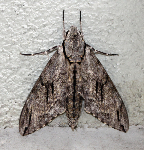 Plain grey hawkmoth photo 5