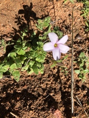 Oxalis ebracteata