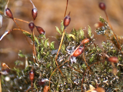 Hymenostylium recurvirostrum observed 2024-08-25