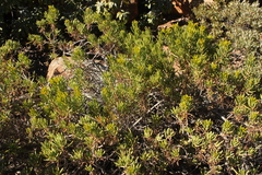 Senecio barbertonicus