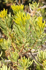 Senecio barbertonicus